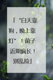 “白天靠狗，晚上靠灯”！菌子近期疯长！别乱捡