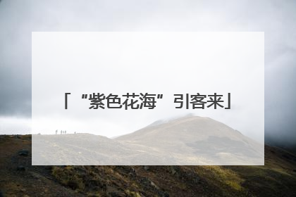 “紫色花海”引客来