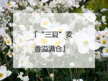 “三夏”麦香溢满仓