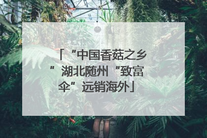 “中国香菇之乡”湖北随州“致富伞”远销海外