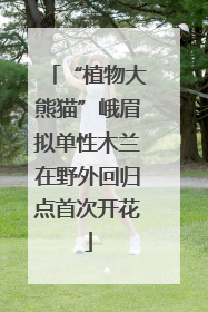 “植物大熊猫”峨眉拟单性木兰在野外回归点首次开花
