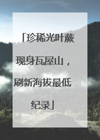 珍稀光叶蕨现身瓦屋山，刷新海拔最低纪录
