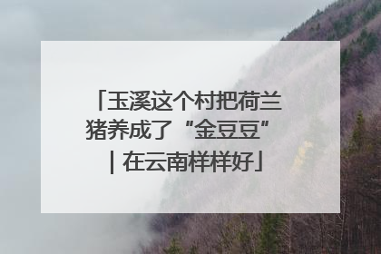 玉溪这个村把荷兰猪养成了“金豆豆”｜在云南样样好