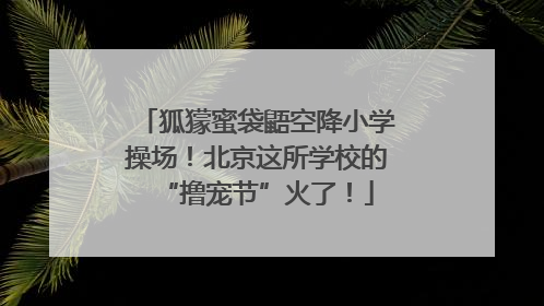 狐獴蜜袋鼯空降小学操场！北京这所学校的“撸宠节”火了！