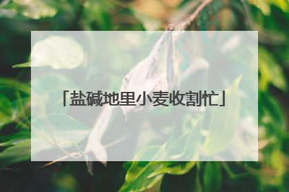 盐碱地里小麦收割忙