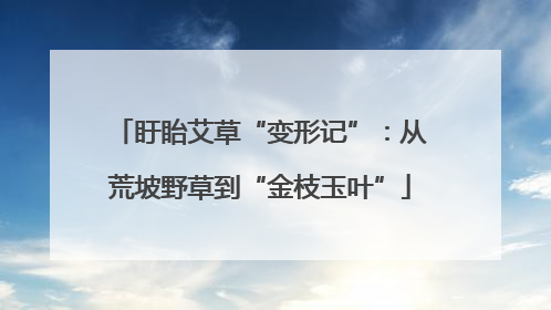 盱眙艾草“变形记”：从荒坡野草到“金枝玉叶”