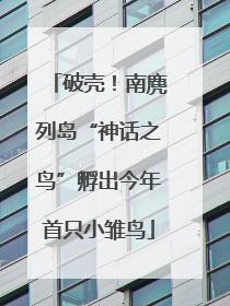 破壳！南麂列岛“神话之鸟”孵出今年首只小雏鸟