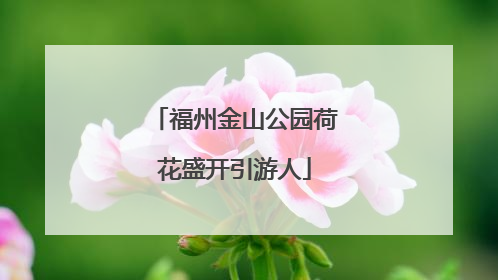 福州金山公园荷花盛开引游人