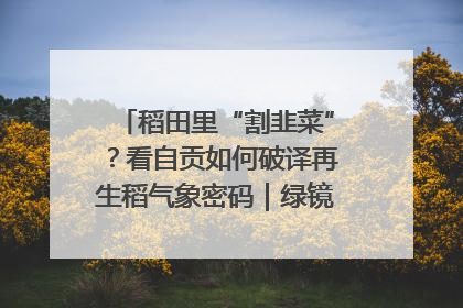 稻田里“割韭菜”？看自贡如何破译再生稻气象密码｜绿镜头·发现中国