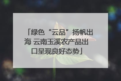 绿色“云品”扬帆出海 云南玉溪农产品出口呈现良好态势
