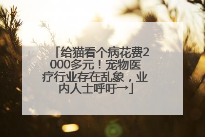 给猫看个病花费2000多元！宠物医疗行业存在乱象，业内人士呼吁→