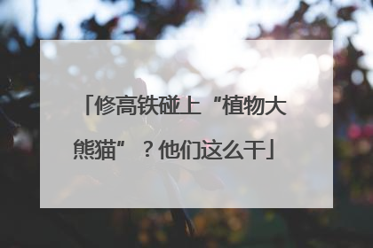 修高铁碰上“植物大熊猫”？他们这么干