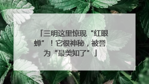 三明这里惊现“红眼蝉”！它很神秘，被誉为“最美知了”