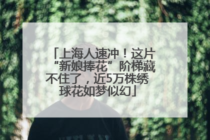 上海人速冲！这片“新娘捧花”阶梯藏不住了，近5万株绣球花如梦似幻