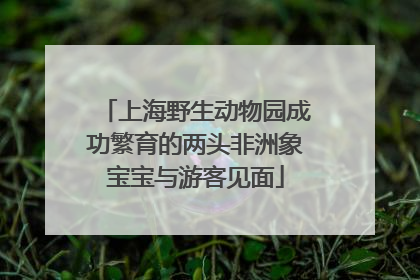 上海野生动物园成功繁育的两头非洲象宝宝与游客见面