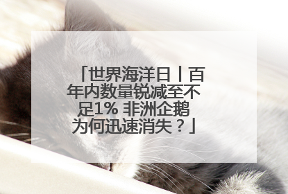 世界海洋日丨百年内数量锐减至不足1% 非洲企鹅为何迅速消失？