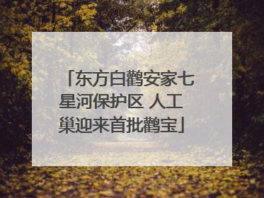 东方白鹳安家七星河保护区 人工巢迎来首批鹳宝