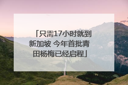 只需17小时就到新加坡 今年首批青田杨梅已经启程