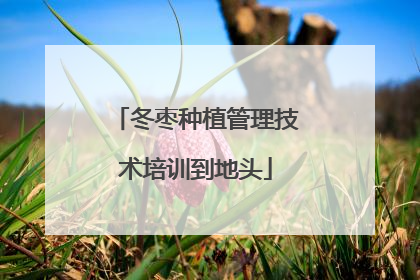 冬枣种植管理技术培训到地头