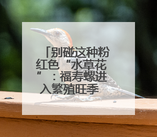 别碰这种粉红色“水草花”：福寿螺进入繁殖旺季 寄生虫多达6000条