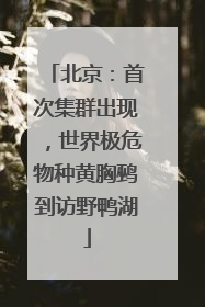 北京：首次集群出现，世界极危物种黄胸鹀到访野鸭湖