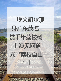 埃文凯尔现身广东茂名 赏千年荔枝树 上演无间道式“荔枝自由”