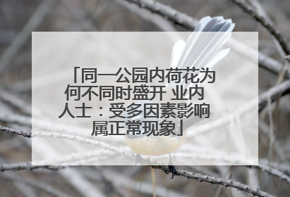 同一公园内荷花为何不同时盛开 业内人士：受多因素影响 属正常现象