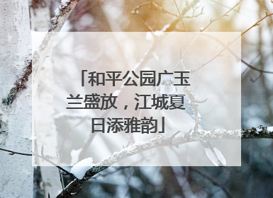 和平公园广玉兰盛放，江城夏日添雅韵