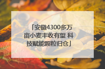 安徽4300多万亩小麦丰收有望 科技赋能颗粒归仓