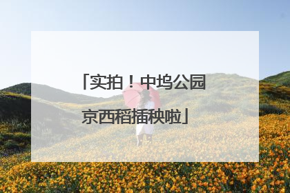实拍！中坞公园京西稻插秧啦