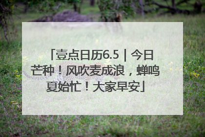 壹点日历6.5｜今日芒种！风吹麦成浪，蝉鸣夏始忙！大家早安