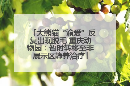 大熊猫“渝爱”反复出现脱毛 重庆动物园：暂时转移至非展示区静养治疗
