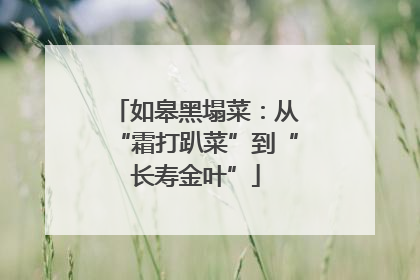 如皋黑塌菜：从“霜打趴菜”到“长寿金叶”