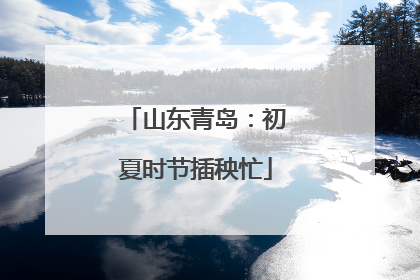 山东青岛：初夏时节插秧忙