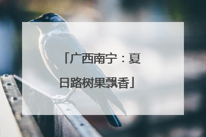 广西南宁：夏日路树果飘香
