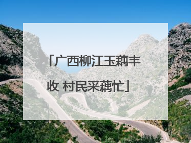 广西柳江玉藕丰收 村民采藕忙