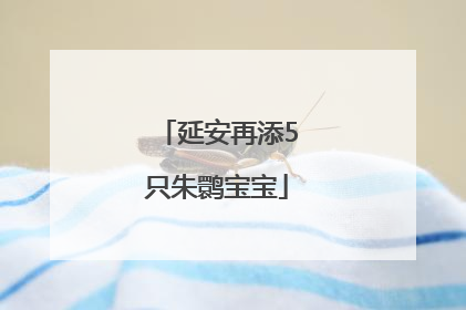 延安再添5只朱鹮宝宝