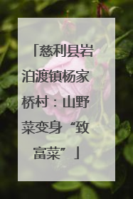 慈利县岩泊渡镇杨家桥村：山野菜变身“致富菜”