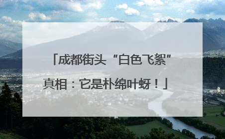 成都街头“白色飞絮”真相：它是朴绵叶蚜！