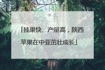 挂果快、产量高，陕西苹果在中亚茁壮成长