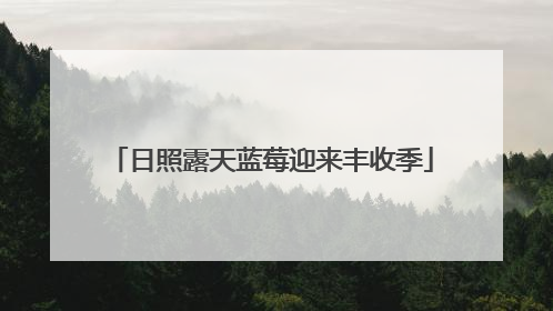 日照露天蓝莓迎来丰收季