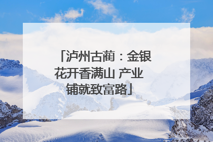 泸州古蔺：金银花开香满山 产业铺就致富路