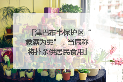 津巴布韦保护区“象满为患”，当局称将扑杀供居民食用