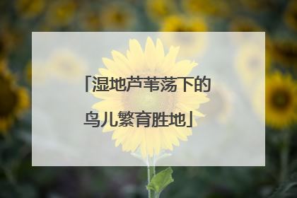 湿地芦苇荡下的鸟儿繁育胜地