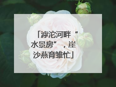 滹沱河畔“水景房”，崖沙燕育雏忙