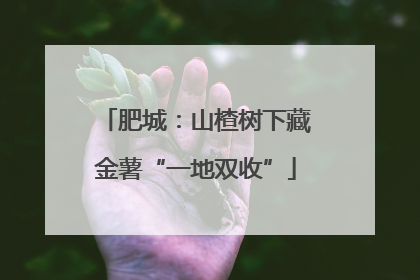 肥城：山楂树下藏金薯“一地双收”