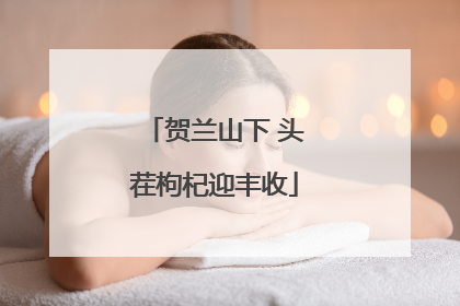 贺兰山下 头茬枸杞迎丰收