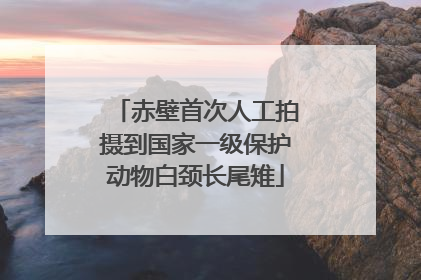 赤壁首次人工拍摄到国家一级保护动物白颈长尾雉
