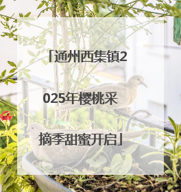 通州西集镇2025年樱桃采摘季甜蜜开启