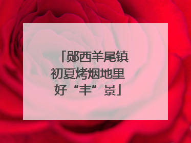 郧西羊尾镇初夏烤烟地里好“丰”景